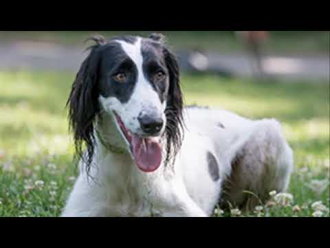 Taigan Dog - sighthound dog breed