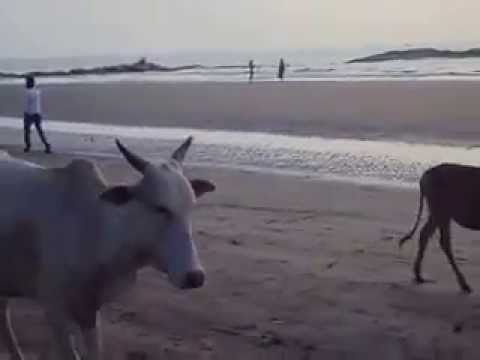 Коровы в Индии гуляют по пляжу
