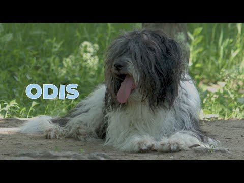 ODIS - Unique Dog Breed from Odessa