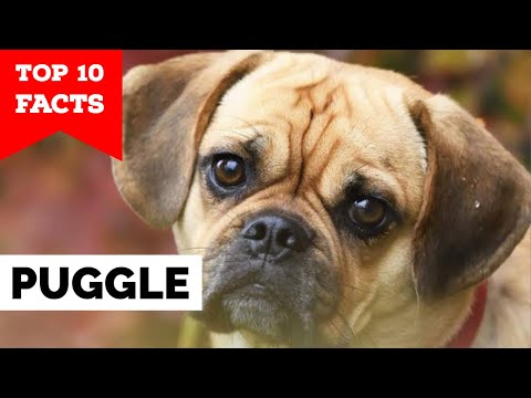 Puggle - Top 10 Facts