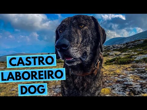 Cão de Castro Laboreiro - TOP 10 Interesting Facts