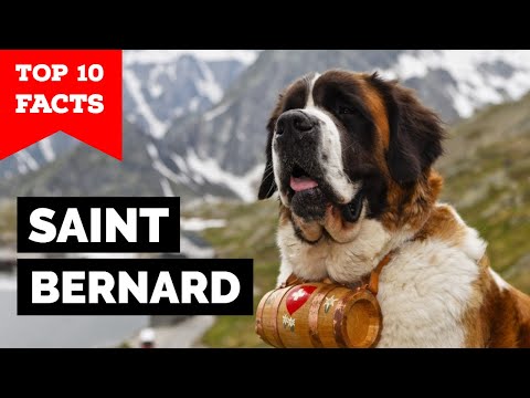 Saint Bernard - Top 10 Facts
