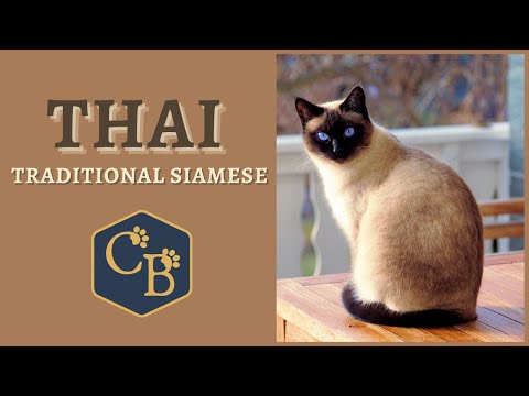 The Thai Cat or (traditional Siamese) 😻