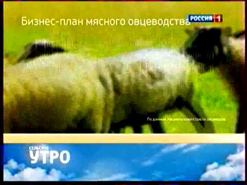 О пользе баранины Романовские овцы