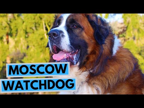Moscow Watchdog Dog Breed - Facts and Information