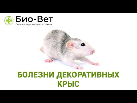 Болезни декоративных крыс 🐀// Сеть Ветклиник Био-Вет