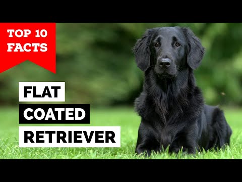 Flat-Coated Retriever - Top 10 Facts
