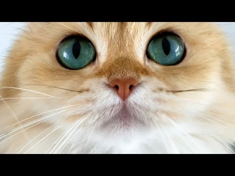 British Longhair Cats - Everything You Need To Know