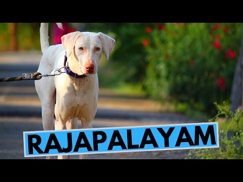Rajapalayam Dog Breed - Facts and Information