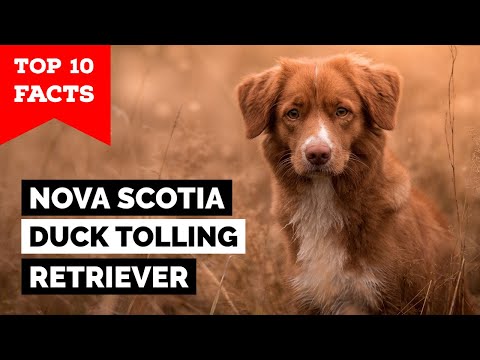 Nova Scotia Duck Tolling Retriever - Top 10 Facts