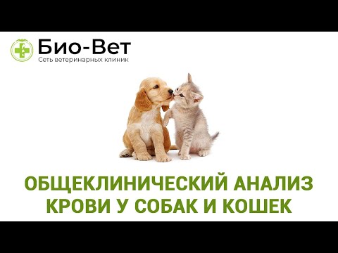 Общеклинический анализ крови у собак и кошек. Ветеринарная клиника Био-Вет.