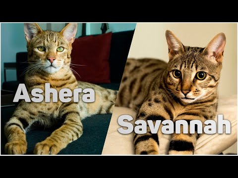 Ashera or Savannah | TOP 12 Most Expensive Cat Breeds in the World | Funny Huyanni