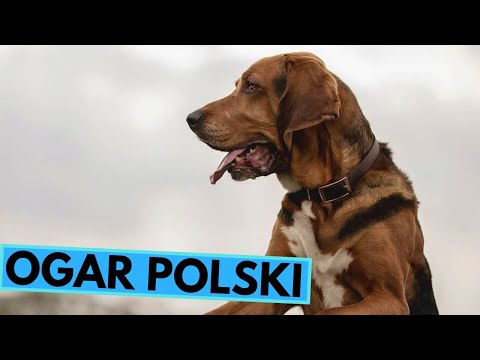 Ogar Polski - Polish Hound - TOP 10 Interesting Facts