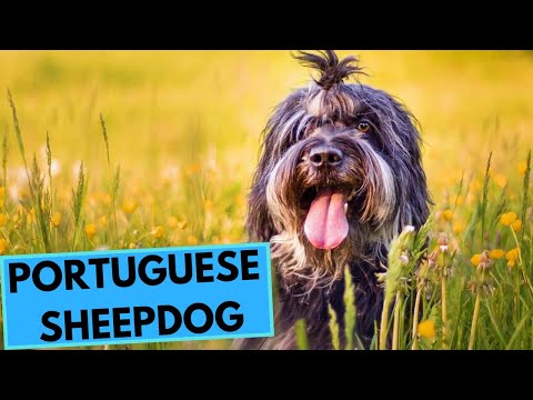 Portuguese Sheepdog - TOP 10 Interesting Facts - cão da Serra de Aires