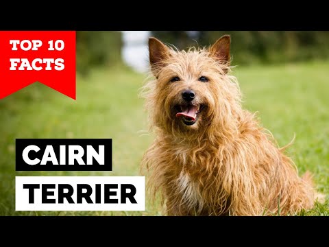 Cairn Terrier - Top 10 Facts
