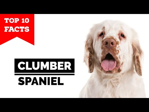 Clumber Spaniel - Top 10 Facts