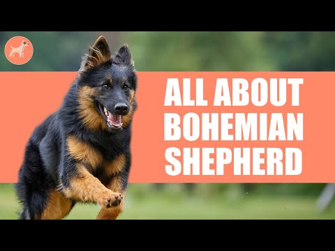 Bohemian Shepherd: All About This Active, Devoted, and Friendly Dog