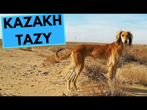 Kazakh Tazy - TOP 10 Interesting Facts