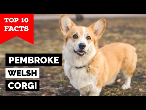 Pembroke Welsh Corgi - Top 10 Facts