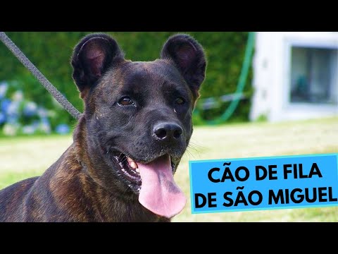 Cão de Fila de São Miguel - Saint Miguel Cattle Dog - Facts and Information