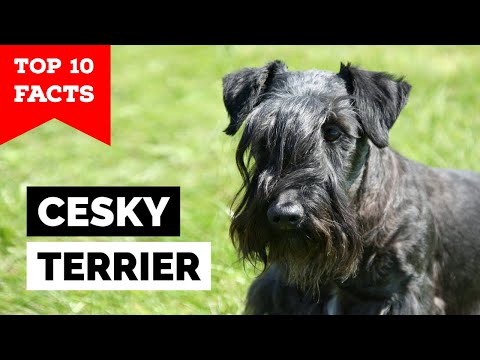 Cesky Terrier -Top 10 Facts
