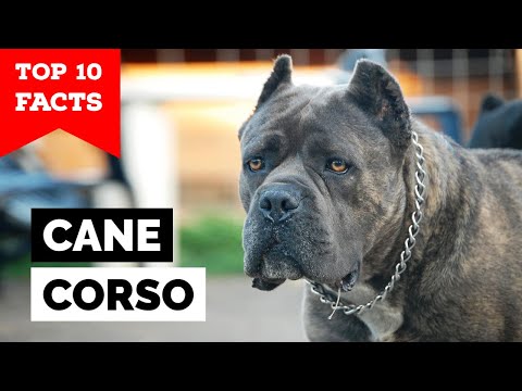 Cane Corso - Top 10 Facts