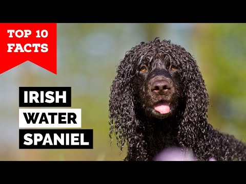 Irish Water Spaniel - Top 10 Facts