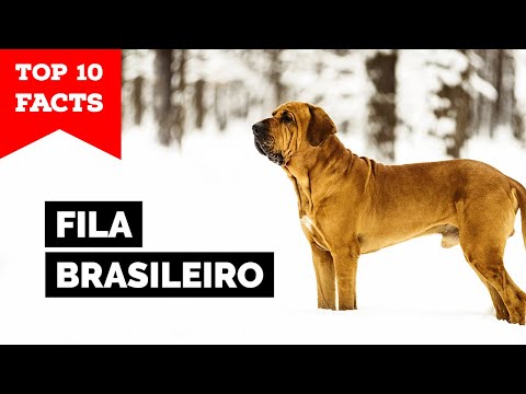Fila Brasileiro - Top 10 Facts