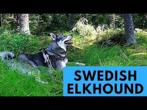 Swedish Elkhound - Jämthund - Dog Breed Profile