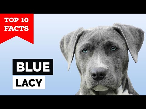 Blue Lacy - Top 10 Facts