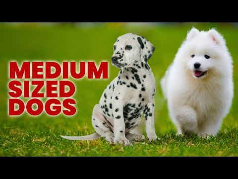 TOP 10 MEDIUM SIZED DOG BREEDS ♥ Most Popular Medium Dogs Around?