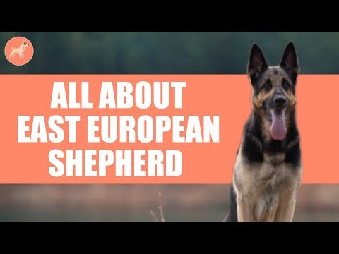 East European Shepherd: All About This Protective and Loyal Dog Breed