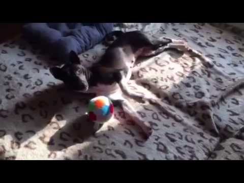 Басенджи. Игpы с мячиком. Funny Basenji. Tyra playing with a ball