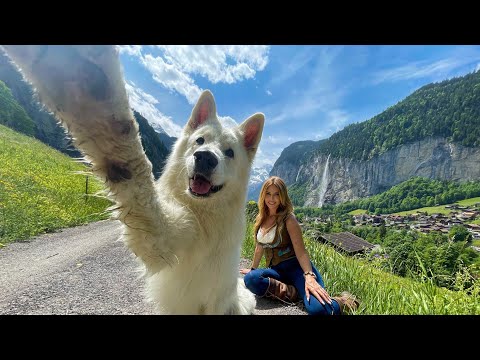 THE WHITE SWISS SHEPHERD - The Dog Germany rejected