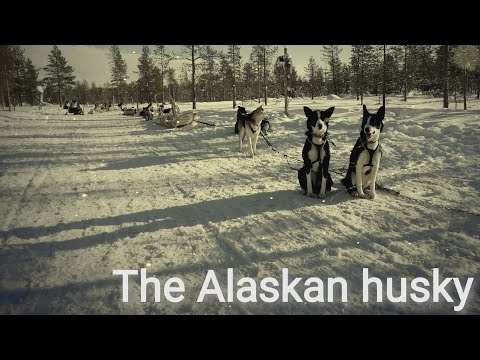 The Alaskan Husky
