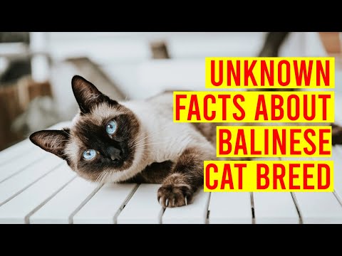 Balinese Cat Breed 101,10 Interesting Facts/ All Cats