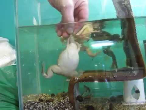 Шпорцевая аквариумная лягушка.