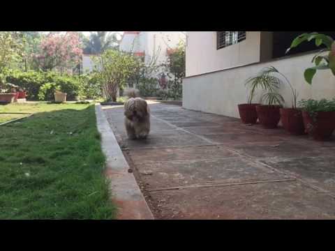 Mother lhasa apso playing with her puppies - Muffin Gang