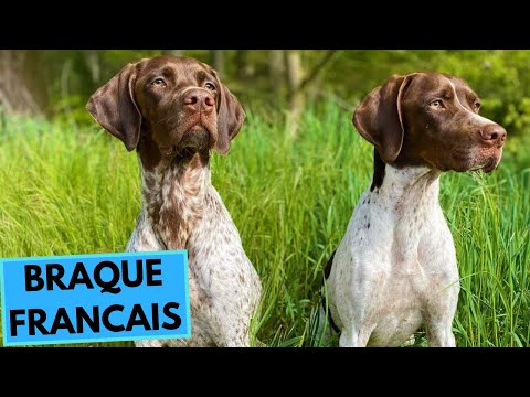 Braque Francais - TOP 10 Interesting Facts - Pyrenees and Gascogne