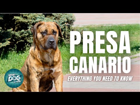 Presa Canario Dog Breed Information - Dogo Canario | Dogs 101
