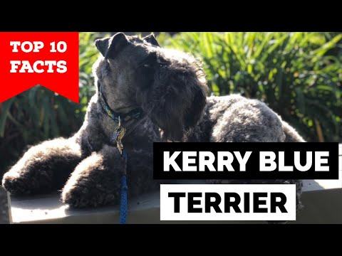 Kerry Blue Terrier - Top 10 Facts