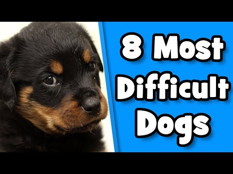 Difficult Dog Breeds - 8 Worst Dogs For First Time Owners