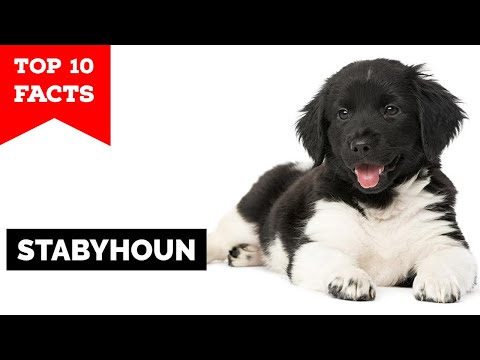 Stabyhoun - Top 10 Facts