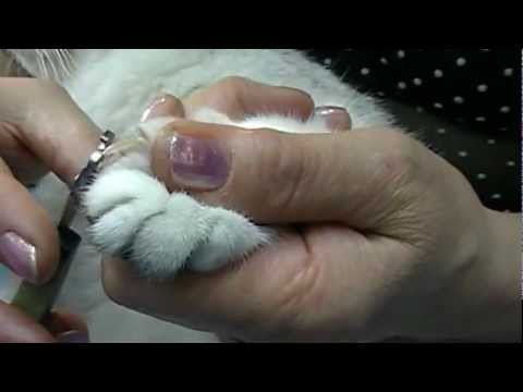 Как постричь когти кошке