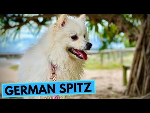 German Spitz - TOP 10 Interesting Facts