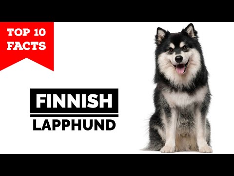 Finnish Lapphund - Top 10 Facts