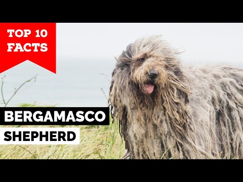 Bergamasco Shepherd - Top 10 Facts