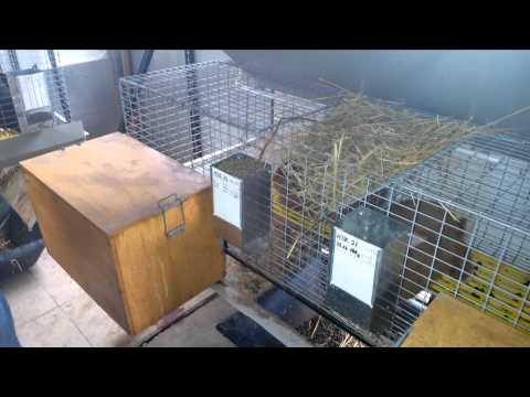 Кормление кроликов в хозяйстве А Салова