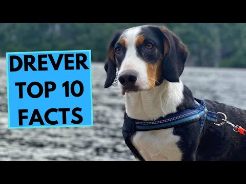 Drever - TOP 10 Interesting Facts