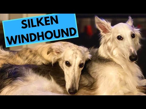 Silken Windhound Dog Breed - Facts and Information